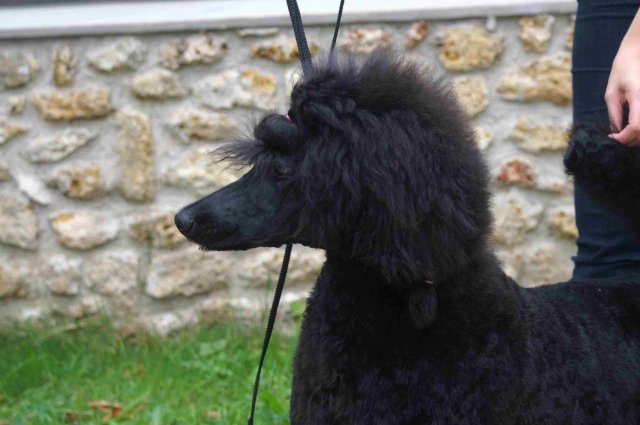 foire-haricots 2011-09-17et18